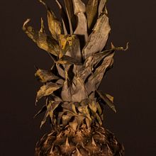 Checopolaco "Barbados". Un proyecto de Diseño gráfico y Fotografía de Fernando Cienfuegos - 12.01.2015