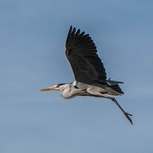 Aves. Photograph project by José Luis Vilar Jordán - 01.29.2015