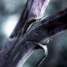 Macronature. Fine Arts, Art Direction, and Photograph project by Ángela Balaguer - 09.10.2014