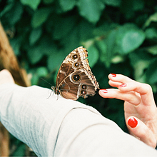 How to care butterflies. Photograph project by Guillermo de la Torre - 02.10.2015