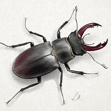 Illustration Lucanus cervus. Un proyecto de Ilustración tradicional de Luis Montes - 11.04.2017