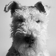 Retrato Fox Terrier (Golfo). Un proyecto de Fotografía de untipoconh - 14.02.2015