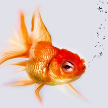 Goldfish Series. Un projet de Beaux Arts, Br, ing et identité, Développement web, Direction artistique, Design graphique , et Webdesign de Marta Gómez Debasa - 19.02.2015