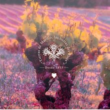 Diseño Web - Bodegas San Esteban. Web Development, Graphic Design, and Web Design project by Dani Mercado - 06.01.2014
