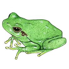Scientific Illustration. Un progetto di Illustrazione tradizionale di Bernat Muntés - 03.03.2015