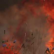 Conn Bux-Everything Burns. Un proyecto de Vídeo de LaVidaMola - 14.07.2014
