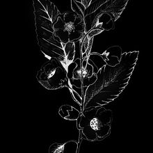 Flores. Un proyecto de Bellas Artes, Fotografía e Ilustración tradicional de Sandra Vallejo Munárriz - 15.03.2015