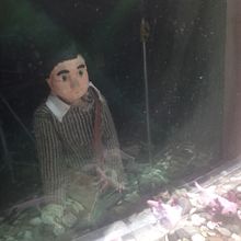 Axolotl. Animation project by Rebeca Raymundo Escalante - 11.20.2013