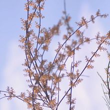 Branches. Un proyecto de Fotografía de Patricia Suárez - 02.04.2015