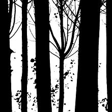 BOSC BINARI. Photograph project by MIREIA SALVÍA - 04.09.2015