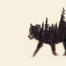 Animals - Proyecto de Experimentos Fotográficos. Projekt z dziedziny  Sztuki piękne, Projektowanie graficzne i Fotografia użytkownika Alexis Pérez Riquelme - 26.04.2015