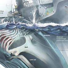 The hunters and the hunter. Traditional illustration & Information Design project by Adolfo Arranz - 05.05.2014