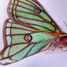 Ilustracion científica de la mariposa: Graellsia isabelae.. Fine Arts, and Editorial Design project by David Zurita Gómez - 05.06.2015