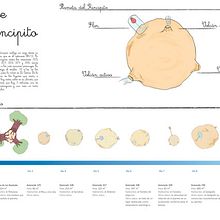 Infografía del Principito. Un proyecto de Diseño de la información de Laura Jimenez Bustamante - 07.05.2009