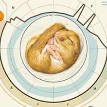 Hazel Dormouse - Muscardinus avellanarius. Projekt z dziedziny Trad, c i jna ilustracja użytkownika Clara Prieto - 13.05.2015