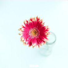 Still Life. Photograph project by Sami Garra - 05.26.2015