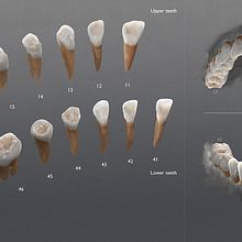 3D Visualizacion de dientes - Ilustración high poly. 3D, Fine Arts, and Education project by Alfonso Montón - 05.27.2015