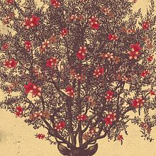 florecer. Un proyecto de Ilustración tradicional de Laura Márquez - 30.05.2015