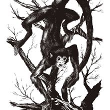 Mono araña. Un proyecto de Bellas Artes e Ilustración tradicional de Marc Lopez Plaza - 27.06.2015
