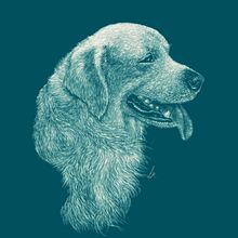 Illustration golden retriever. Un proyecto de Ilustración tradicional de Luis Montes - 07.07.2016