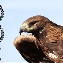 ANIMAL COPYRIGHTS. Advertising project by Jabuba FIlms - 06.24.2015