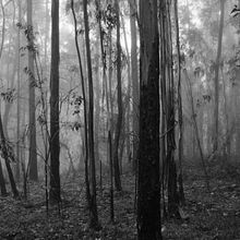 Fog. Photograph project by Alberto Miranda - 07.30.2015