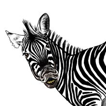 Zebra. Graphic Design, and Traditional illustration project by Inma Gallardo - 08.04.2015