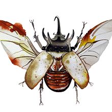 Gold Beetle. Ein Projekt aus dem Bereich Bildende Künste von Rocío Gómez Moral - 10.08.2015