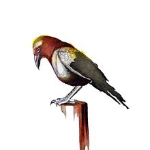 Crow. Un progetto di Belle arti di Rocío Gómez Moral - 10.08.2015
