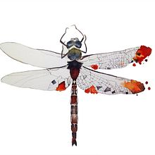 Dragonfly Ein Projekt aus dem Bereich Bildende Künste von Rocío Gómez Moral - 10.08.2015