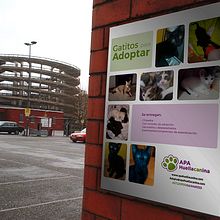 Cat Poster. Un proyecto de Diseño, Diseño editorial, Diseño gráfico, Fotografía y Publicidad de Lourdes casas muñoz - 01.09.2015