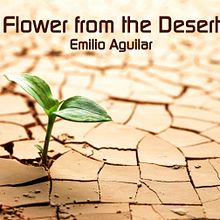 Flower from the desert  (Music). Music, and Video project by Proyecto Digital - 02.03.2012
