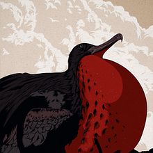 Fregata Andrewsi . Ilustrație tradițională de Alex G. - 07.15.2015