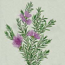 Botanical. Traditional illustration project by marta zafra - 09.20.2014
