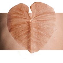 Naturaleza Mutante. Fotografia, Artes plásticas, Colagem, Pós-produção fotográfica, e Fotografia artística projeto de AMARÖ - 22.09.2015