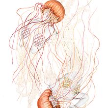 Jellyfish V. Fine Arts, Traditional illustration, and Advertising project by Elisa Ancori - 10.18.2015