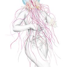 Jellyfish IV. Fine Arts, Traditional illustration, Painting, and Advertising project by Elisa Ancori - 10.18.2015