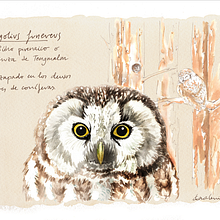 Bestiario Perenaico (aves del Pirineo). Traditional illustration project by Clara Cerviño Becerro - 10.19.2013