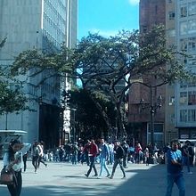 arbol. Photograph project by tatis_rodriguez - 10.24.2015