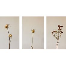 Bodegón . Direcția artistică și Fotografie de Mara Alonso Ávila - 10.26.2015