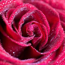 Macro. Un proyecto de Fotografía de Gabriela Alvarez - 07.11.2015