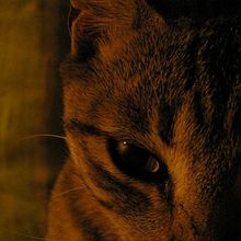 Cats. Photograph project by Eduardo Camaz - 11.08.2015