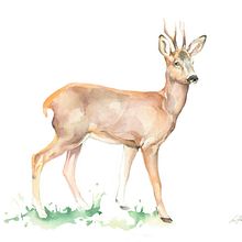 Flora y Fauna para cartel informativo. Ilustración naturaleza.. Traditional illustration project by Lara Barco - 11.12.2015