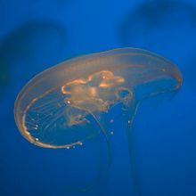 -Electrizante-. Un progetto di Fotografia di Nuria Varas Sancho - 18.11.2015