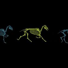Animal 2D motion. Animation, Film, Video, TV, and Design project by Rebeca G. A - 11.20.2015
