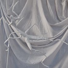 Mantis. Un progetto di Belle arti e Scultura di Ana López - 21.04.2015