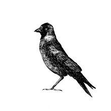 Birds. Traditional illustration project by alexis aldeguer - 01.03.2016