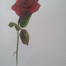 Rose. Acuarela Ein Projekt aus dem Bereich Bildende Künste, Design, Traditionelle Illustration und Malerei von BORCH - 06.01.2016