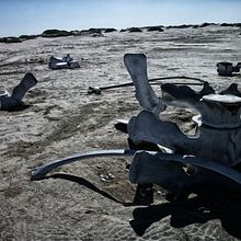 fossil Ein Projekt aus dem Bereich Fotografie von Julio Negroe - 11.01.2016