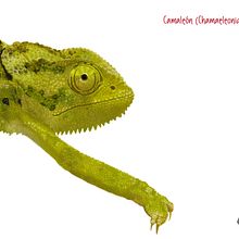 Camaleón . Un proyecto de Ilustración tradicional de Carmen GB - 11.01.2016
